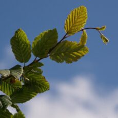 5038838022524 1 Carpinus Betulus 12l.jpg